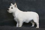 5. Westie Quatre mois 005